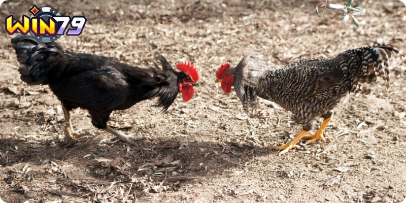 Luyện Tập Bay và Nhảy Cóc